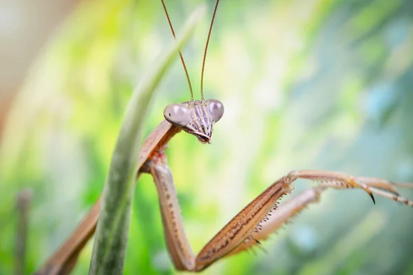 Mantis Naturaleza Las Hojas Mantis Religiosa Familia Probablemente Spondromantis Viridis —  Fotos de Stock