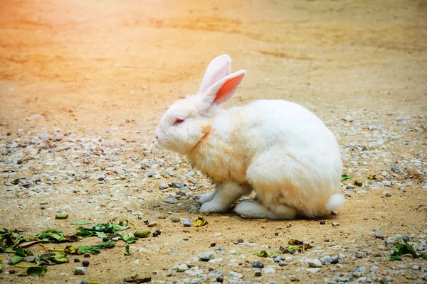 White Rabbit sit on the floor at farm / Rabbit animal pets