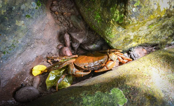 Krabbe Der Natur Wald Stachelige Felskrebse Krabbe Leben Zwischen Nassen — Stockfoto
