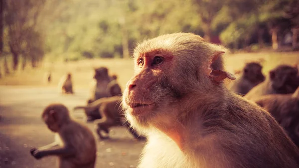 Mono Lindo Retrato Del Grupo Monos Macacos Viven Asia — Foto de Stock