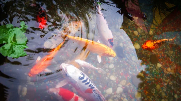 オレンジ色の魚鯉鯉 鯉魚池の魚の水泳を楽しむ水上表面 カラフルな恋に派手な魚飼料食品または — ストック写真