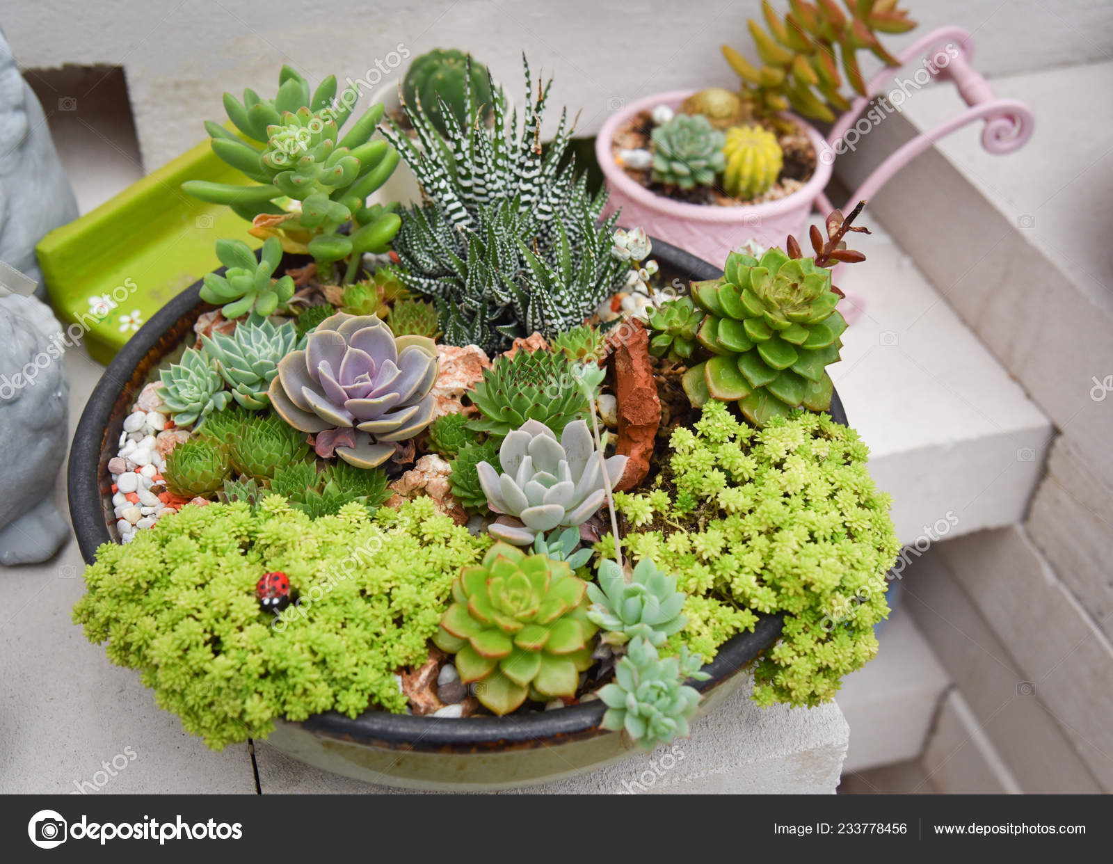 Miniature Succulent Beautiful Mix Collection Set Succulent Plants Pot Stock Photo by ©poringdown@gmail.com 233778456