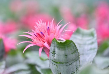 Pembe bromeliad çiçek pembe bitkiler arka plan üzerinde Bahçe kreş / Aechmea fasciata Bromeliad
