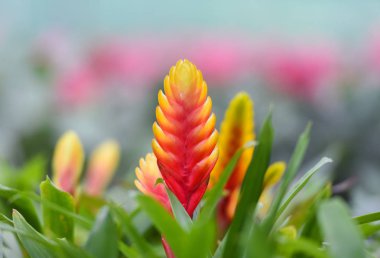 Bromeliad flower / Beautiful red and yellow bromeliad in garden nursery on pink plants background clipart