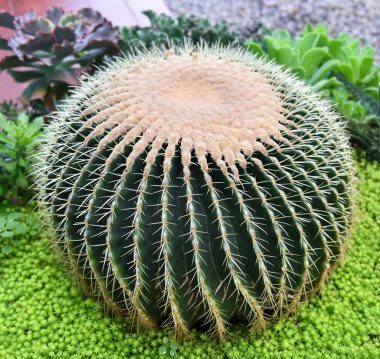 Altın varil kaktüs altın top, Echinocactus grusonii kaktüs Garden