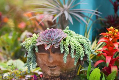 Tencerede - güzel etli bitki koleksiyonu karışımı Echeveria bahçedeki etli bitki bahçe kreş kaktüs çiftliği tarım sera bahçe içinde ayarla