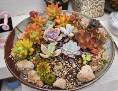 Minyatür etli bitki güzel / koleksiyon karışımı set etli bitkiler pot Echeveria bahçedeki sulu kaktüs çiftliği tarım sera bahçe içinde
