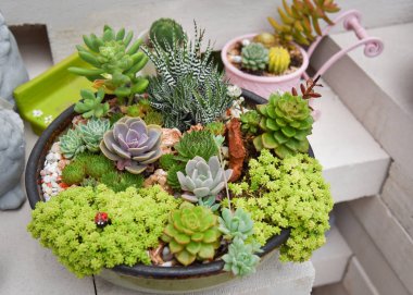 Minyatür etli bitki güzel / koleksiyon karışımı set etli bitkiler pot Echeveria bahçedeki sulu kaktüs çiftliği tarım sera bahçe içinde