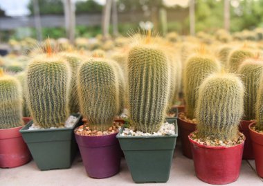 Cactus Cactus kreş çiftliğinde - plastik kapta küçük kaktüs tencerede / Cereus hexagonus 