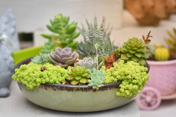 Pianta Succulenta Miniatura Bella Mix Raccolta Set Piante Succulente Vaso — Foto Stock