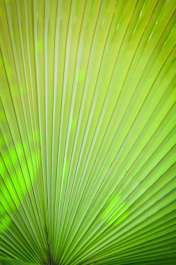 Doğal yeşil desen / yeşil palmiye ağacı yaprak doku doğal tarih ve güneş ışığı arka plan