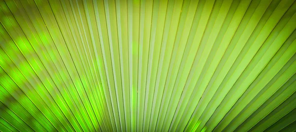 Natural green patterns / Green palm tree leaf texture on natural and sunlight background