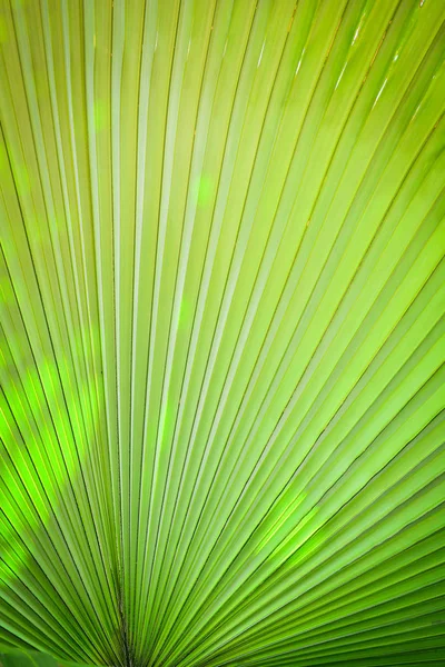 Natural green patterns / Green palm tree leaf texture on natural and sunlight background