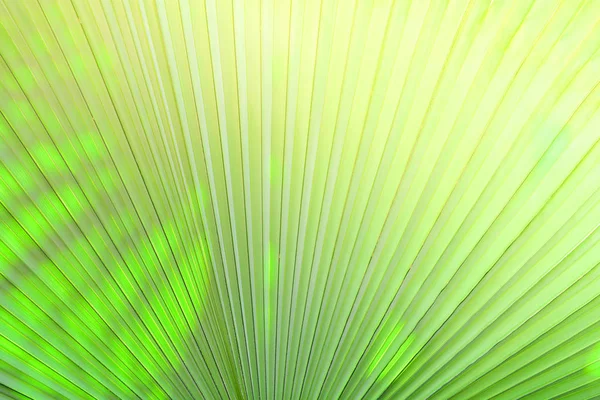 Natural green patterns / Green palm tree leaf texture on natural and sunlight background
