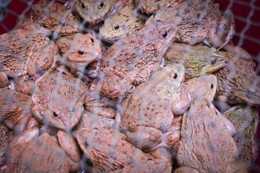 NET Kurbağa kurbağa yaþamak içinde kafes yerel piyasada Satılık net