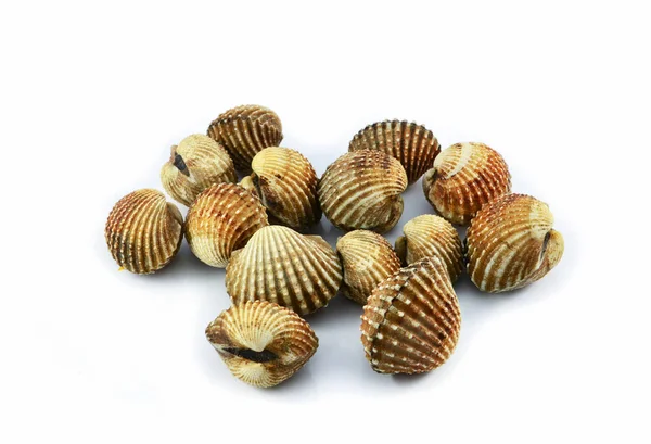 Cockles Isolato Sfondo Bianco Fresco Crudo Frutti Mare Cockle Sangue — Foto Stock