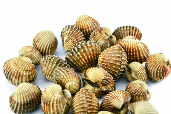 Cockles Isolato Sfondo Bianco Fresco Crudo Frutti Mare Cockle Sangue — Foto Stock