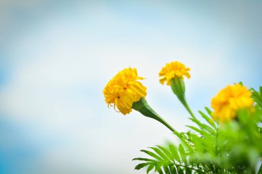 Kadife çiçeği çiçek sarı Bahçe ve gökyüzü arka planda genç tomurcukları