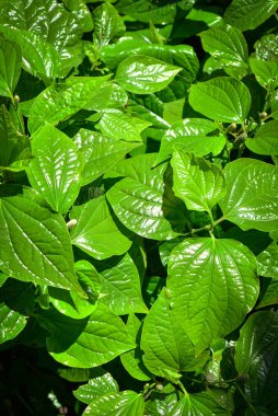 Vahşi tembul leafbush doku arka plan / yeşil yaprak doğa Gıda için sebze ve otlar 