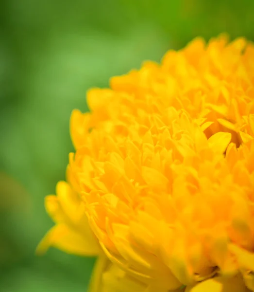 マリーゴールドの花 黄色のマリーゴールドの花と日光の春の明るい時間庭 — ストック写真