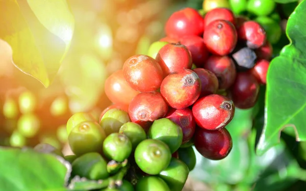 Coffee on tree / Arabicas raw and ripe coffee bean in field and sunlight -  green and red coffee seed branch in agriculture organic farm