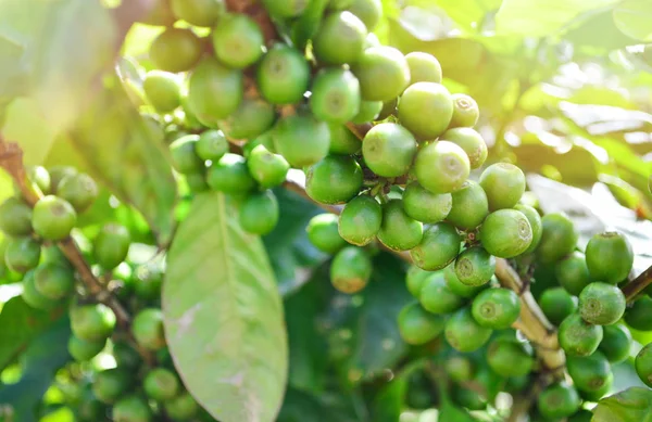 Káva Strom Arabica Káva Fazole Poli Slunečního Záření Syrové Zelené — Stock fotografie