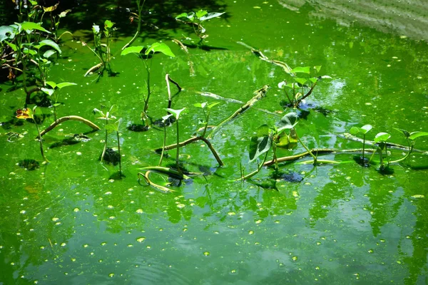 Acqua Verde Marciume Con Piante Alghe Acquatiche Marce Superficie Sott — Foto Stock