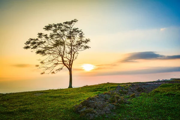 One tree / The tree on slope hill mountain and beautiful sunrise with tree alone and sun sky yellow blue background