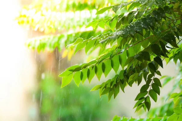 Chuva Natureza Folha Verde Com Chuva Cai Cai Fundo Folhas — Fotografia de Stock