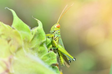 Çekirge yaprağı üzerinde / yeşil çekirge ve güneş ışığı alan çayır ve yeşil doğa arka plan - makro böcek