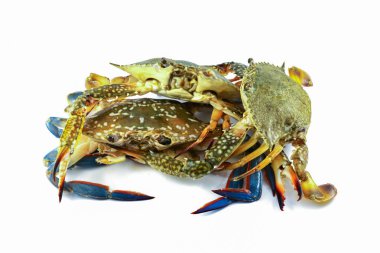 ham yengeç et deniz ürünleri taze yengeç beyaz arka plan üzerinde izole aşçı deniz ürünleri için hazır / mavi yüzme yengeç