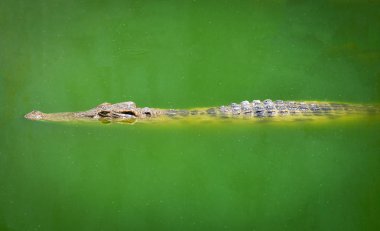 Su nehirde yüzen ve av için bekleyen timsah / büyük çiftlik tatlısu timsahı