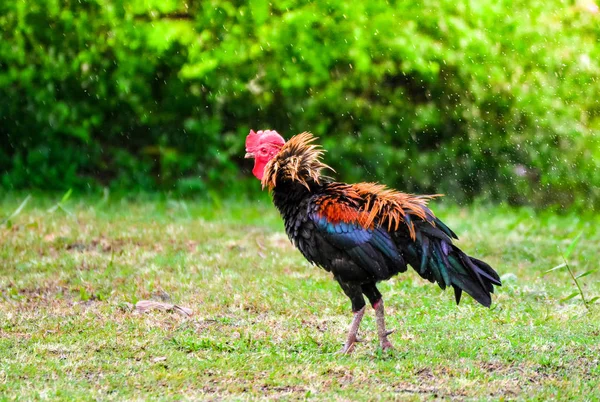 Bantam Chicken Rooster Splash Water Its Feather Raining — Stock Photo, Image