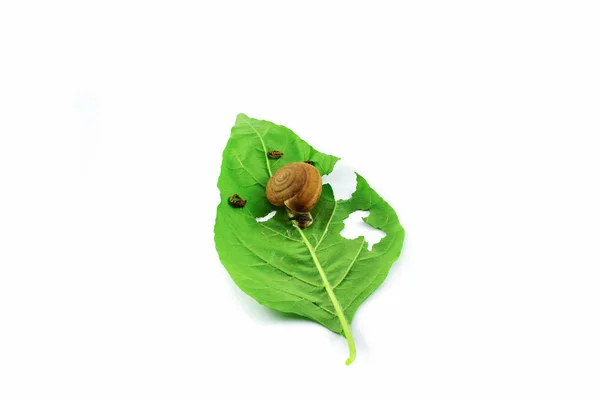 緑の葉を食べるカタツムリの白い背景で隔離の葉の上のカタツムリ — ストック写真
