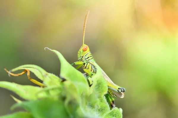 Heuschrecke Auf Blatt Grüne Heuschrecke Auf Pflanze Und Sonnenlicht Auf — Stockfoto