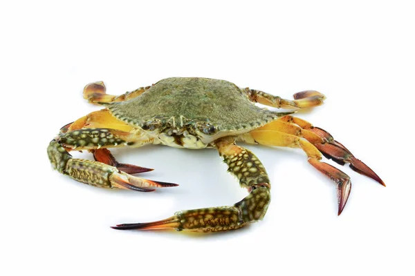 Rohe Krabbenfleisch Meeresfrüchte Frische Krabben Bereit Zum Kochen Meeresfrüchte Isoliert — Stockfoto