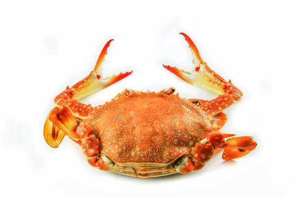 Steam Crab Isolated White Background Cooked Crab Steamed Seafood White — Stock Photo, Image