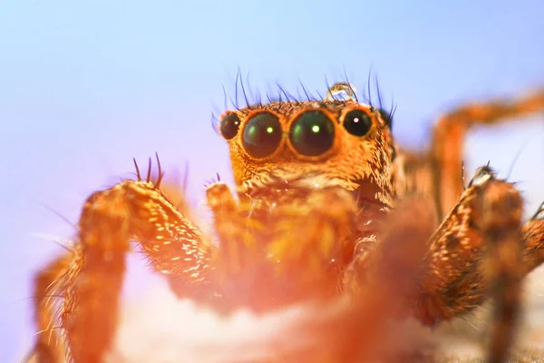 Jumping spider beautiful / Close up of jumping spider colorful on lighting and blue background / Little jumping spider extreme macro - Macro insect brown black spider