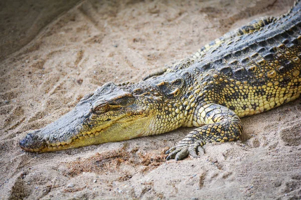 Crocodilo Deitado Areia Grande Crocodilo Água Doce Fazenda — Fotografia de Stock