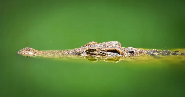 Krokodil Schwimmt Fluss Und Wartet Auf Beute Großes Süßwasserkrokodil Farm — Stockfoto