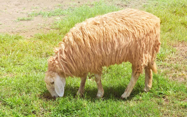 Ovelhas Comendo Pasto Grama Verde Ovelhas Longa Fazenda — Fotografia de Stock