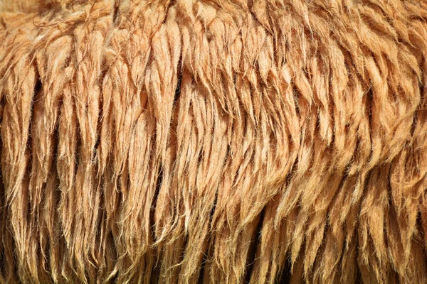 brown wool texture background / Sheep fur texture - Long Wool sheep