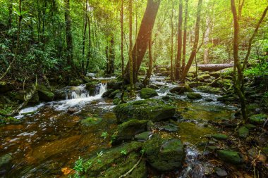 bitki tropikal akışı şelale orman / doğa yeşil bitki ağaç rainforest tropikal orman küçük şelale nehir dağlar - sabah akışından rock ile peyzaj yeşil orman ağaçları