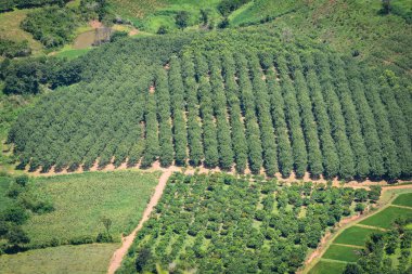 Ana sayfa görünümü yeşil alan tarım alanında dağ / peyzaj çiftlik kırsal Tayland