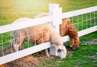 koyun / çim yeşil alanda - ilkbahar yaz üzerinde tarım tarım koyun otlatma güzel çiftlik koyun 