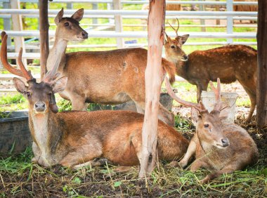 Yerde yatarken Eld'ın geyik / Thamin, gruptaki kaş antlered geyik yaban hayatı