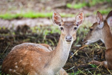 Yerde yatarken Eld'ın geyik / Thamin, gruptaki kaş antlered geyik yaban hayatı