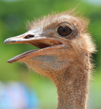 Ostrich head / close up of head ostrich Open your mouth in the farm clipart