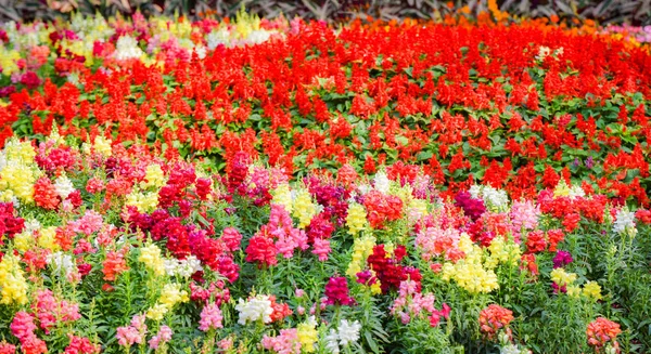 Bunte Rote Feld Garten Blume Mehrfarbige Flora Und Landschaft Pflanze — Stockfoto