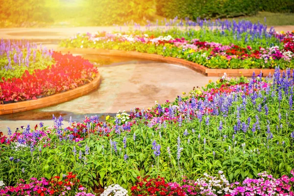 Flor Jardim Colorido Multi Cor Flora Caminho Colorido Paisagem Planta — Fotografia de Stock